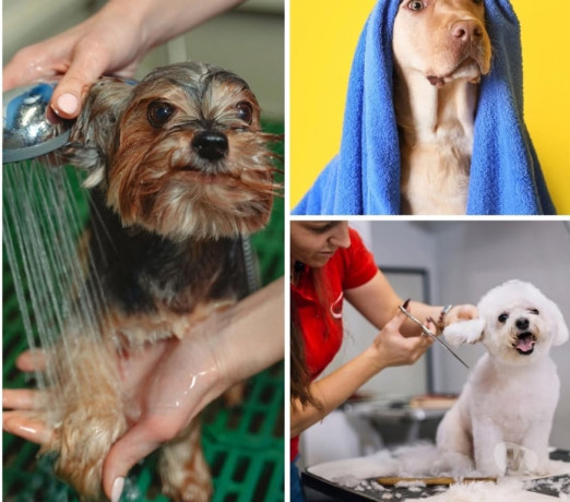 curso-online-banho-e-tosa-taubate-sp-cursos-tecn-premium-em-sao-paulo-r-15990-r-15990-garantia-big-1