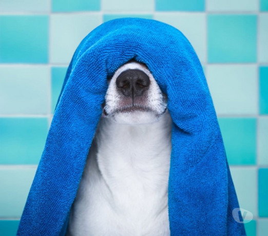 curso-online-banho-e-tosa-taubate-sp-cursos-tecn-premium-em-sao-paulo-r-15990-r-15990-garantia-big-3