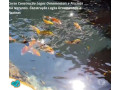 curso-construcao-lago-ornamentais-aulas-online-cer-premium-em-paranaaraucaria-r-17900-em-paranaaraucaria-r-17900-small-1