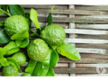 limao-kaffir-essencia-aroma-natural-cozinha-temper-melhor-oferta-sao-paulo-entrega-imediata-small-2