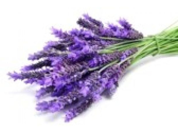 lavanda-extrato-puro-para-queimaduras-pele-ferime-premium-em-sao-paulo-oportunidade-unica-big-1