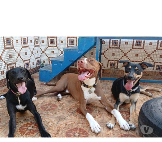 crechehospedagem-e-adestramento-pet-tatuape-pet-sao-paulo-oportunidade-unica-big-3