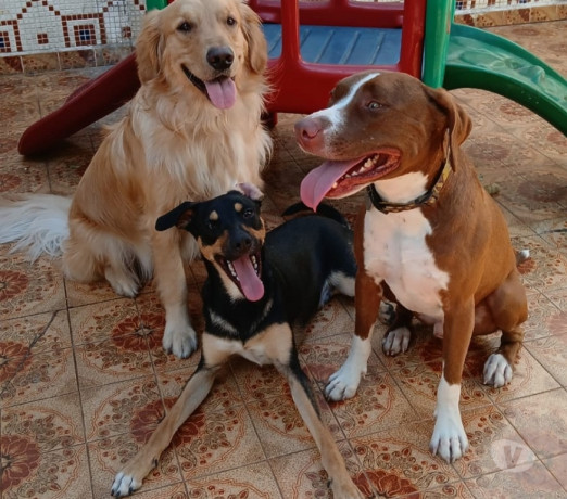 crechehospedagem-e-adestramento-pet-tatuape-pet-sao-paulo-oportunidade-unica-big-1