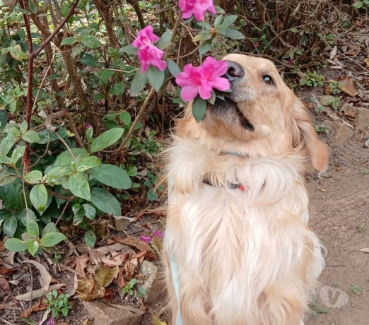 crechehospedagem-e-adestramento-pet-tatuape-pet-sao-paulo-oportunidade-unica-big-4