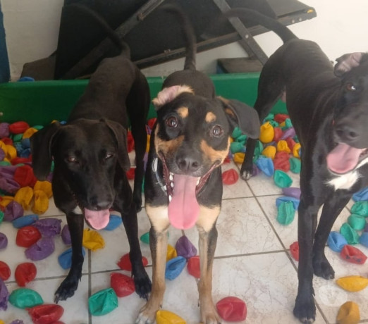 crechehospedagem-e-adestramento-pet-tatuape-pet-sao-paulo-oportunidade-unica-big-0