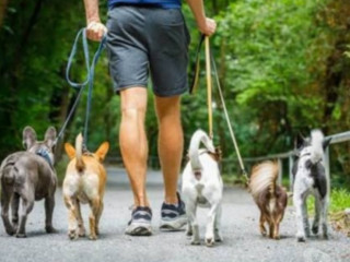 passeador-de-caes-copacabana-pet-shops-e-veterin-rio-de-oportunidade-unica