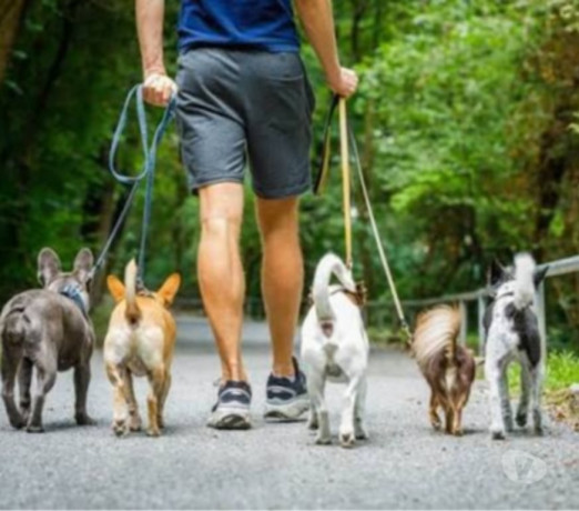 passeador-de-caes-copacabana-pet-shops-e-veterin-rio-de-oportunidade-unica-big-0