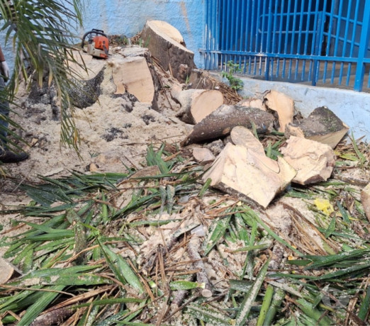 corte-e-poda-de-manutencao-e-corte-de-limpeza-cap-sao-paulo-oportunidade-unica-big-0