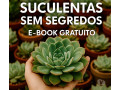 suculentas-com-proposito-londrina-pr-cursos-de-qualidade-em-paranalondrina-em-paranalondrina-small-2