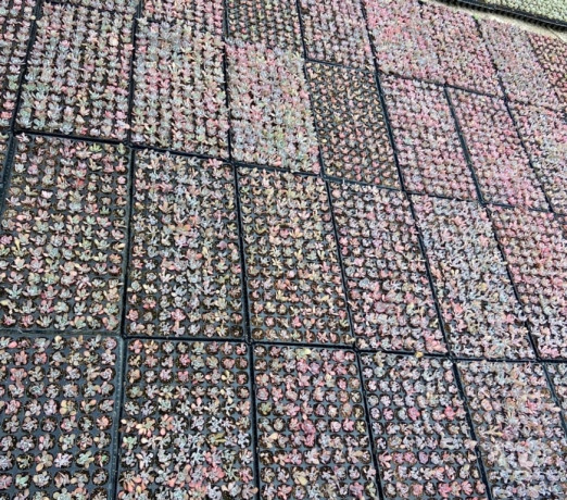 suculentas-com-proposito-londrina-pr-cursos-de-qualidade-em-paranalondrina-em-paranalondrina-big-1