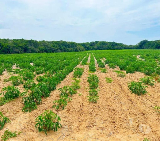 terreno-no-laranjal-jaguarunasc-jaguaruna-sc-e-em-santa-catarinajaguaruna-melhor-preco-da-regiao-com-condicoes-especiais-em-santa-catarinajaguaruna-big-1
