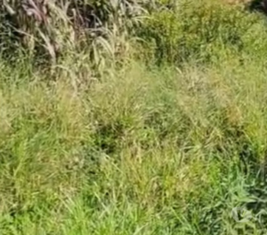 em-santa-catarinapalhoca-conservado-r-38500000-em-santa-catarinapalhoca-r-38500000-condicao-especial-big-1