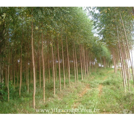 excelente-minas-geraisbelmiro-localizacao-privilegiada-r-500000-em-minas-geraisbelmiro-r-500000-negociavel-big-2