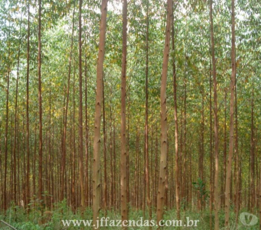 excelente-minas-geraisbelmiro-localizacao-privilegiada-r-500000-em-minas-geraisbelmiro-r-500000-negociavel-big-1