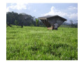 fazenda-em-alto-paraiso-ro-1600-hectares-alto-de-qualidade-em-rondoniaalto-paraiso-em-rondoniaalto-paraiso-small-3