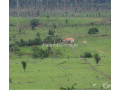 fazenda-em-alto-paraiso-ro-1600-hectares-alto-de-qualidade-em-rondoniaalto-paraiso-em-rondoniaalto-paraiso-small-2
