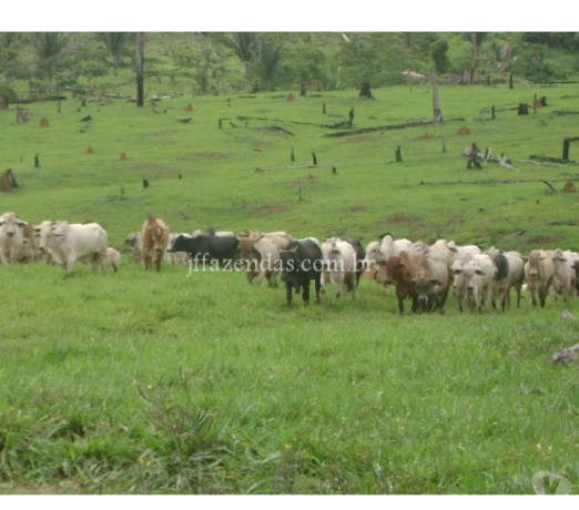 fazenda-em-alto-paraiso-ro-1600-hectares-alto-de-qualidade-em-rondoniaalto-paraiso-em-rondoniaalto-paraiso-big-1