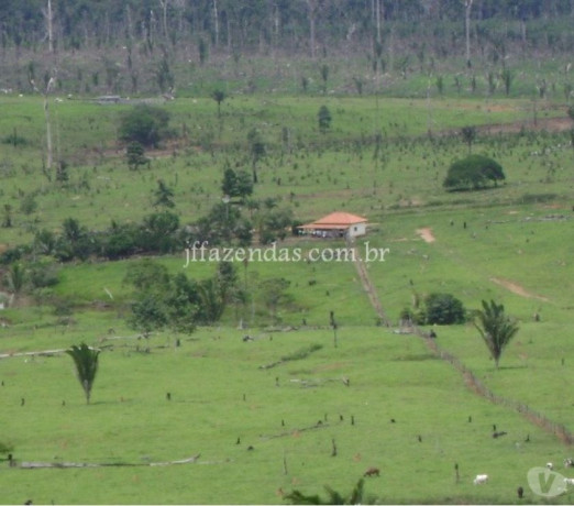 fazenda-em-alto-paraiso-ro-1600-hectares-alto-de-qualidade-em-rondoniaalto-paraiso-em-rondoniaalto-paraiso-big-2