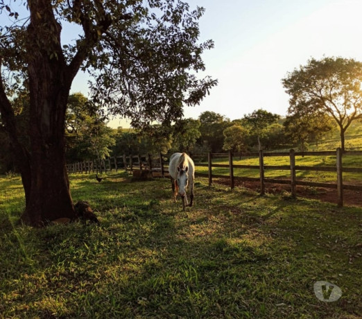 fazenda-10039-hectares-em-cajuru-sao-sebastiao-do-minas-geraissao-oportunidade-unica-r-1000000000-em-minas-geraissao-r-1000000000-negociavel-big-1