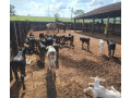 fazenda-203-alqueires-em-cassia-mg-sao-sebastiao-d-em-minas-geraissao-produtoservico-com-certificacao-de-selecionado-em-minas-geraissao-garantia-small-4