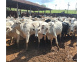 fazenda-203-alqueires-em-cassia-mg-sao-sebastiao-d-em-minas-geraissao-produtoservico-com-certificacao-de-selecionado-em-minas-geraissao-garantia-small-2