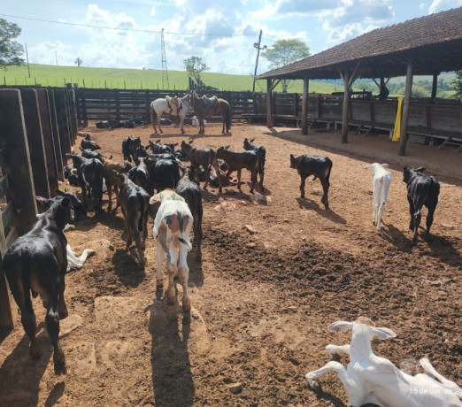 fazenda-203-alqueires-em-cassia-mg-sao-sebastiao-d-em-minas-geraissao-produtoservico-com-certificacao-de-selecionado-em-minas-geraissao-garantia-big-4