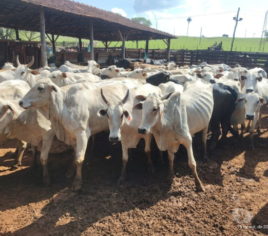 fazenda-203-alqueires-em-cassia-mg-sao-sebastiao-d-em-minas-geraissao-produtoservico-com-certificacao-de-selecionado-em-minas-geraissao-garantia-big-2