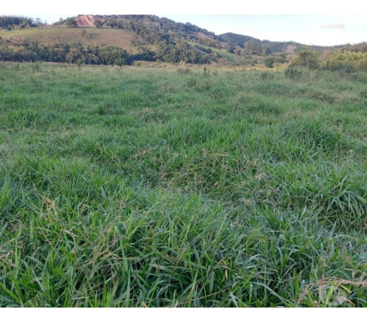 sitio-em-muzambinho-mg-sousa-muzambinho-mg-cha-em-minas-geraismuzambinho-atendimento-personalizado-e-especializado-em-minas-geraismuzambinho-condicao-especial-big-1