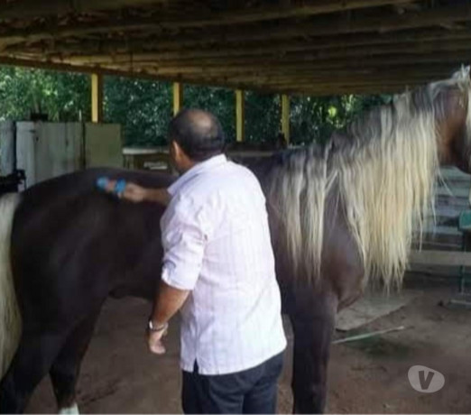 um-pedacinho-do-paraiso-bom-preco-angelina-sc-ch-melhor-oferta-santa-catarinaangelina-em-santa-catarinaangelina-garantia-big-4