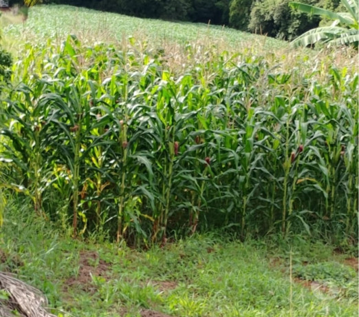 novidade-em-sao-paulo-area-nobre-privilegiada-big-1