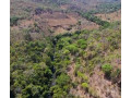 fazenda-a-oferta-171-hectares-povoado-sao-jose-goiascavalcante-oportunidade-unica-r-230000000-em-goiascavalcante-r-230000000-negociavel-small-1