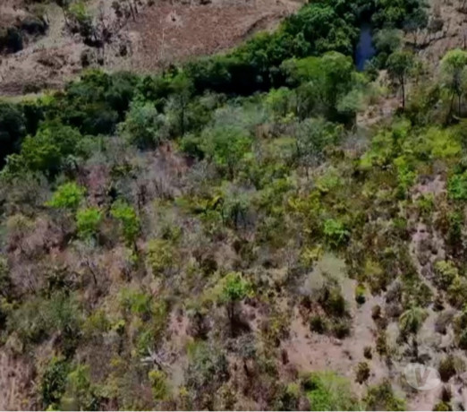 fazenda-a-oferta-171-hectares-povoado-sao-jose-goiascavalcante-oportunidade-unica-r-230000000-em-goiascavalcante-r-230000000-negociavel-big-2