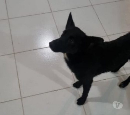 adocao-de-cachorro-guaratingueta-sp-adotar-anima-premium-em-sao-paulo-negociavel-big-0