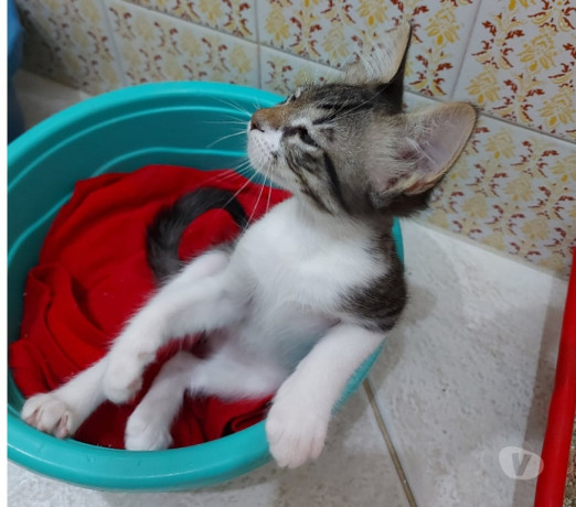 adocao-responsavel-bonsucesso-rj-outros-bairros-em-rio-de-produtoservico-com-certificacao-de-qualidade-big-3