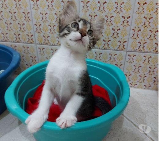 adocao-responsavel-bonsucesso-rj-outros-bairros-em-rio-de-produtoservico-com-certificacao-de-qualidade-big-1