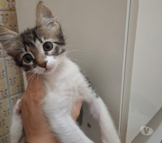 adocao-responsavel-bonsucesso-rj-outros-bairros-em-rio-de-produtoservico-com-certificacao-de-qualidade-big-0