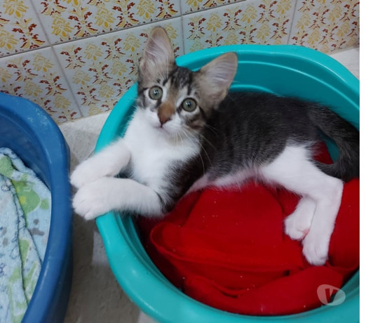 adocao-responsavel-bonsucesso-rj-outros-bairros-em-rio-de-produtoservico-com-certificacao-de-qualidade-big-2