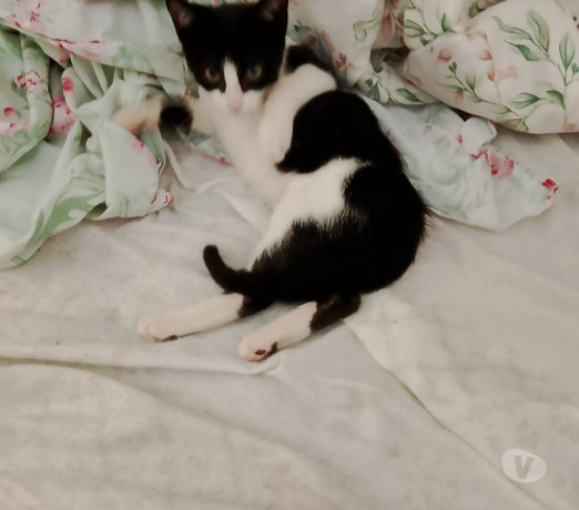 adocao-de-gatos-santa-cruz-rio-de-janeiro-adota-rio-de-oportunidade-unica-negociavel-big-1