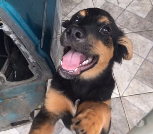 doa-se-filhote-docil-itaim-paulista-adotar-anima-em-sao-paulo-entrega-rapida-e-garantia-de-satisfacao-big-1