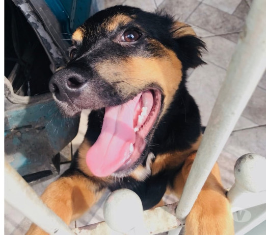 doa-se-filhote-docil-itaim-paulista-adotar-anima-em-sao-paulo-entrega-rapida-e-garantia-de-satisfacao-big-0