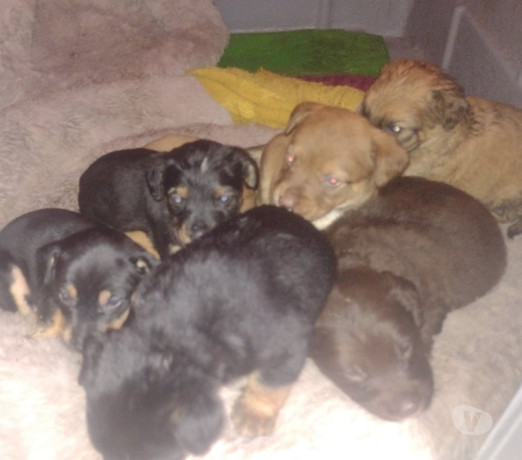 doacao-de-cachorros-2-femeas-4machos-porte-pequeno-em-sao-paulo-entrega-rapida-e-garantia-de-satisfacao-oportunidade-unica-big-0