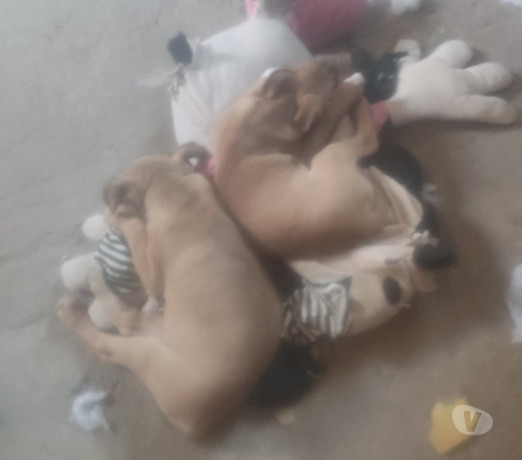 doacaofemea-e-macho-de-2-ms-de-vd-porto-alegre-em-rio-grande-atendimento-personalizado-e-especializado-garantia-big-2