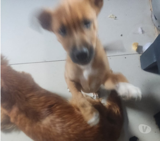 doacaofemea-e-macho-de-2-ms-de-vd-porto-alegre-em-rio-grande-atendimento-personalizado-e-especializado-garantia-big-0