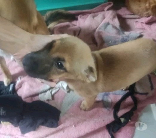 doacaofemea-e-macho-de-2-ms-de-vd-porto-alegre-em-rio-grande-atendimento-personalizado-e-especializado-garantia-big-1