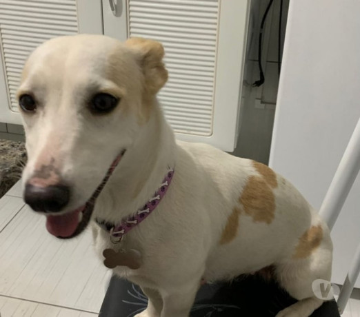 doa-se-femea-de-2-anos-sumare-sp-adotar-animais-de-qualidade-em-sao-paulo-negociavel-big-0