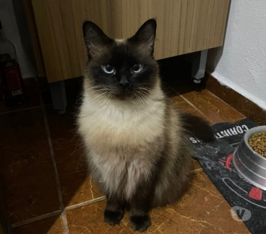 gatinha-para-adocao-ipiranga-adotar-animais-e-fa-melhor-oferta-sao-paulo-big-0