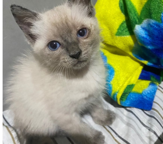 ta-triste-adote-um-gato-e-fique-maluco-belford-ro-em-rio-de-produtoservico-com-certificacao-de-qualidade-big-1