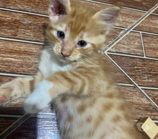 ta-triste-adote-um-gato-e-fique-maluco-belford-ro-em-rio-de-produtoservico-com-certificacao-de-qualidade-big-2