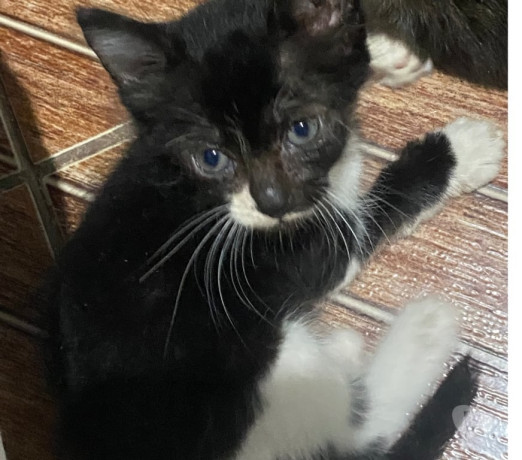 ta-triste-adote-um-gato-e-fique-maluco-belford-ro-em-rio-de-produtoservico-com-certificacao-de-qualidade-big-0