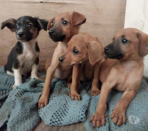 filhotes-para-adocao-esteio-rs-adotar-animais-e-melhor-oferta-rio-grande-big-0